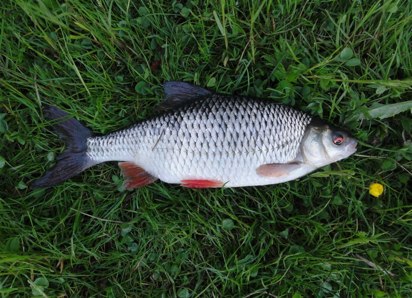 Rutilus rutilus (Linnaeus, 1758)